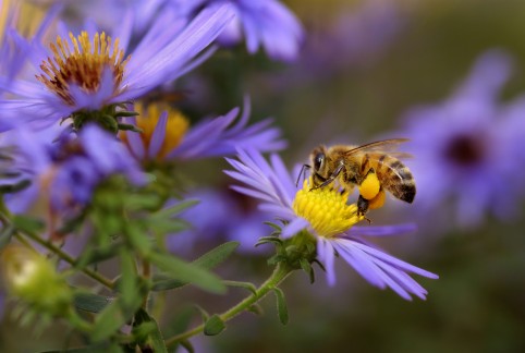 Turn Your Garden into a Haven for Bees