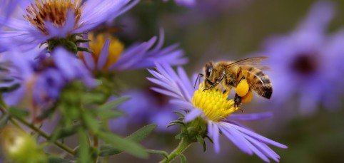Turn Your Garden into a Haven for Bees